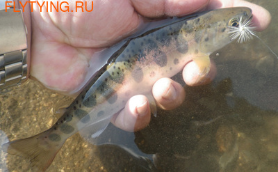 Shimano 10901   Tenkara BB Kit (,  3)