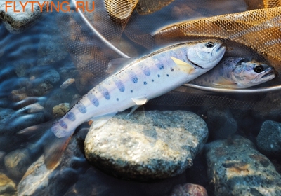 Daiwa 10914  Liberty Club Bannou Kotsugi Q (,  1)
