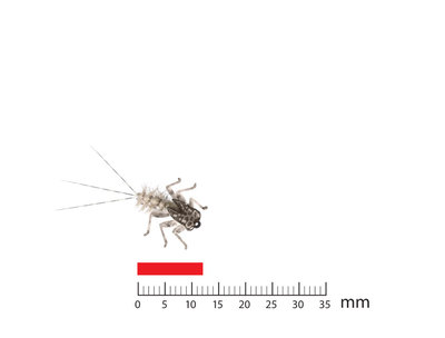 J:son&Co 58302     Realistic Nymph Legs RNL-N (,  2)