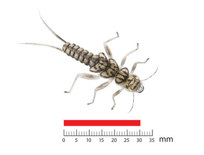 J:son&Co 58303     Realistic Nymph Legs for Stonefly Nymph RNL-S (,  1)
