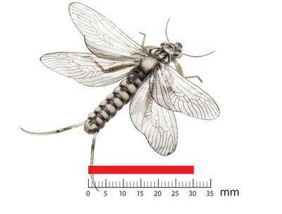 J:son&Co 58303     Realistic Nymph Legs for Stonefly Nymph RNL-S (,  3)