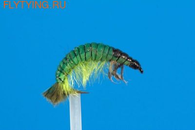 GFT 14172   Hydropsyche Green