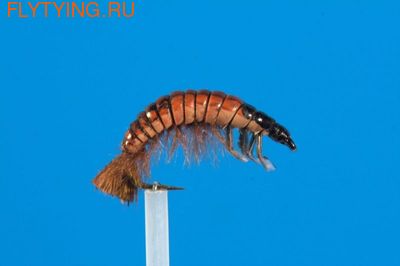 GFT 14173 ����� ����� Hydropsyche Brown