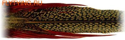 Veniard 53083   Golden Pheasant Complete Tail