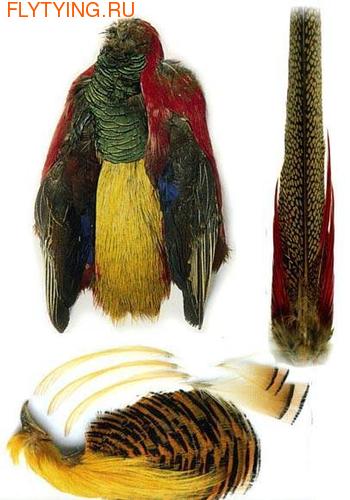 Veniard 53084   Golden Pheasant Complete Skin
