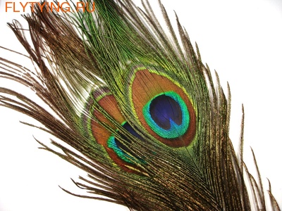 SFT-studio 53004    PEACOCK EYES