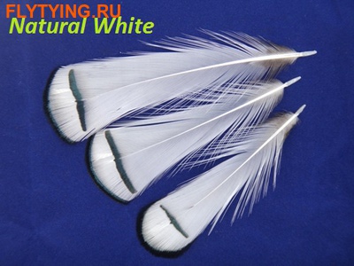 SFT-studio 53013     LADY AMHERST PHEASANT TIPPETS ()