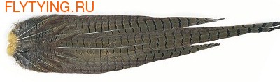 Veniard 53137     Pheasant Cock Ringneck Complete Tail