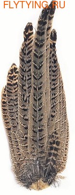 Veniard 53138    Pheasant Hen Ringneck Complete Tail
