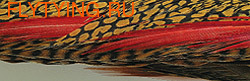 WAPSI 53143    Golden Pheasant Tail Pieces