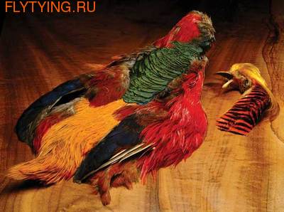 WAPSI 53144    Golden Pheasant Whole Skin ( )