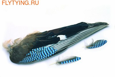 Veniard 53162   Blue Jay Whole Wings