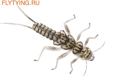 J:son&Co 58309       Realistic Wing Material For Stonefly Nymph ()