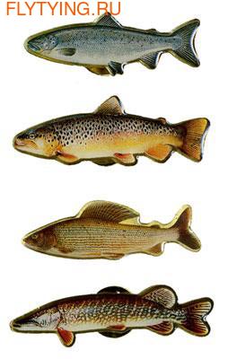 Pool 12 93064  Pin Fish ()