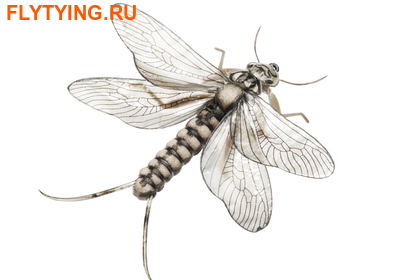 J:son&Co 58311 Заготовки для имитаций крылышек Realistic Wing Material For Caddis Spent / Stonefly Spent (фото)