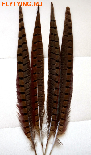 SFT-studio 53282   Ringneck Pheasant Side Tail ()