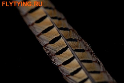 SFT-studio 53302    Ringneck Pheasant Center Tail Pairs ()