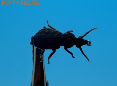 SFT-studio 14539    Ground Beetle ()