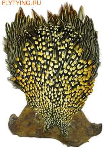 53050    Jungle Cock
