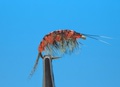 SFT-studio 14035    Freshwater Shrimp Orange Striped