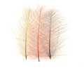 Marc Petitjean 53142   CDC Feathers