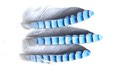 Veniard 53161   Jay Wings Hackles