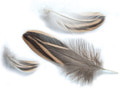 Veniard 53176   Mallard Hen Feathers