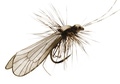 J:son&Co 58307     Realistic Wing Material For Caddis Adult