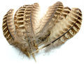 Veniard 53198     Pheasant Hen Ringneck Wing Quills Natural