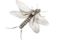 J:son&Co 58311     Realistic Wing Material For Caddis Spent / Stonefly Spent