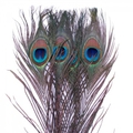 SFT-studio 53248   Peacock Eyes 50cm