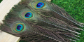 SFT-studio 53279 Перо павлина Peacock Eyes 25-30cm