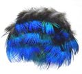 SFT-studio 53309   Peacock Blue Neck Feathers