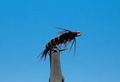 Pacific Fly Group 14462   Jon's Tungsten Thorax PT Brown