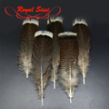 Royal Sissi 53321   Turkey Tail Feathers