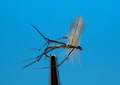 Pacific Fly Group 11241   Crane Fly Adult