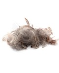 Veniard 53324    Partridge English Mixed hackle